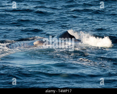 Blauwal, Balaenoptera musculus, ausfallschritt Fütterung in den Pazifischen Ozean an der Westküste der Baja California, Mexiko Stockfoto