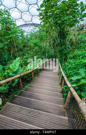 Einen Gang durch die Rainforest Biome im Eden Project, Cornwall, England Stockfoto