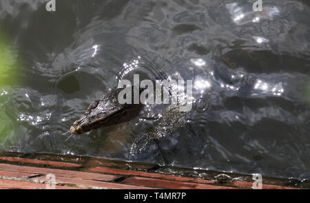 Nahaufnahme des asiatischen Wasser Waran (Varanus Salvator) Schwimmen in Bangkok river Übersicht aufgeteilte Zunge, Thailand Stockfoto