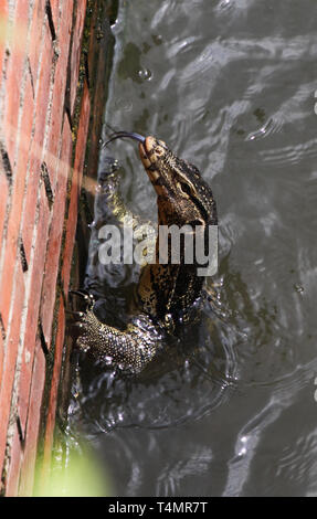 Nahaufnahme von sian Wasser Waran (Varanus Salvator) Klettern auf eine Mauer aus Bangkok, Thailand Stockfoto