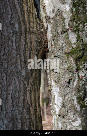 Zwei Bäume Eiche und Birke zusammen closeup gewachsen Stockfoto