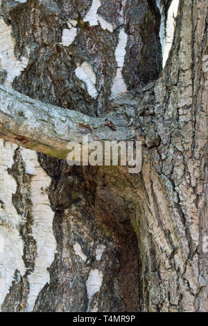 Zwei Bäume Eiche und Birke zusammen closeup gewachsen Stockfoto
