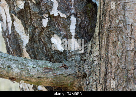 Zwei Bäume Eiche und Birke zusammen closeup gewachsen Stockfoto