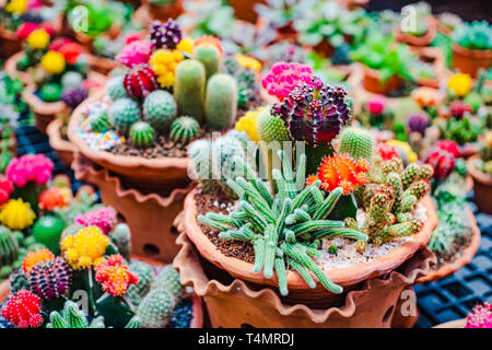 Nahaufnahme der selektiven Fokus der schönen Blume der Vielfalt an Kakteen und Sukkulenten in Ton Blumentöpfe in der Anlage speichern. Stockfoto