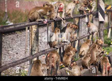 Planet der Affen - große Gruppe von Affen (Macaca fascicularis) auf einem railingat Bahnhof in Lopburi, Thailand sitzen Stockfoto