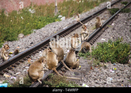 Planet der Affen - große Gruppe von Affen (Macaca fascicularis) auf einem railingat Bahnhof in Lopburi, Thailand sitzen Stockfoto