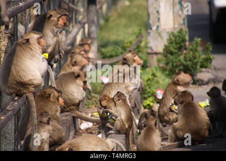 Planet der Affen - große Gruppe von Affen (Macaca fascicularis) auf einem railingat Bahnhof in Lopburi, Thailand sitzen Stockfoto