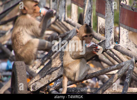 Planet der Affen - große Gruppe von Affen (Macaca fascicularis) auf einem railingat Bahnhof in Lopburi, Thailand sitzen Stockfoto