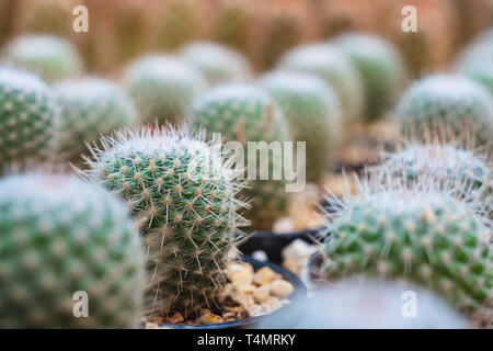 Nahaufnahme der selektiven Fokus der Reihen von kleinen grünen Kaktus durch Sand im Blumentopf in der Anlage speichern. Cactus Muster strukturierte Tapeten Hintergrund. Stockfoto