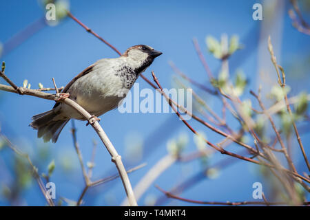 Männliche Sparrow Closeup Stockfoto