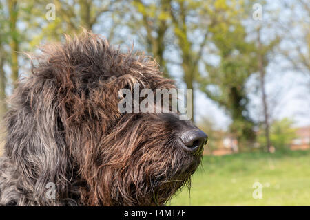 Kopf eines Reifen schwarz Labradoodle in der Sonne sitzen im Victoria Park, Warrington, Cheshire, England, Großbritannien Stockfoto