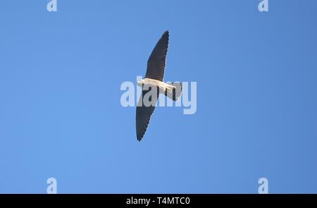 Wanderfalke im Flug 180716 Stockfoto