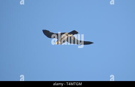 Wanderfalke im Flug 180716 Stockfoto