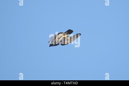 Wanderfalke im Flug 180716 Stockfoto