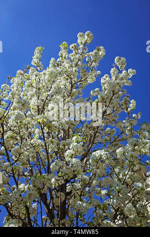 Die Blütezeit der Feder (Pyrus calleryana "chanticleer") Stockfoto