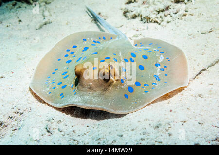 Blau gefleckte Ribbontail Strahl (Taeniura Lymna).  Ägypten, Rotes Meer. Stockfoto
