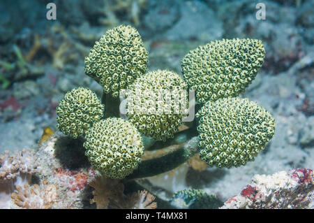 Angepirscht Green Ascidian Oxycorynia fascicularis []. Nord Sulawesi, Indonesien. Indo-West Pazifik. Stockfoto