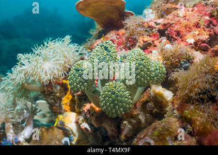 Angepirscht Green Ascidian Oxycorynia fascicularis []. Nord Sulawesi, Indonesien. Indo-West Pazifik. Stockfoto