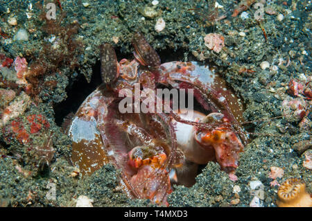 Indonesische Mantis Shrimps - Lysiosquillina Lisa. Komodo National Park, Indonesia. Stockfoto