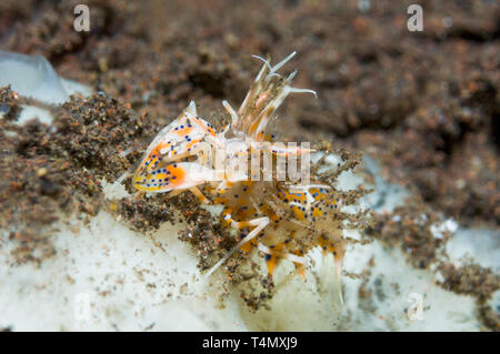 Elegante Garnelen, Tiger Garnelen, Garnelen [Phyllognathia ceratophthalma]. West Papua, Indonesien. Indo-West Pazifik. Stockfoto