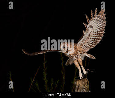 Ein männlicher Waldkauz Jagd in Wald in der Nacht seine Familie zu ernähren. Mit seiner Beute. Stockfoto