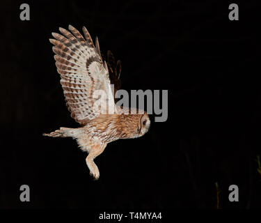 Ein männlicher Waldkauz Jagd in Wald in der Nacht seine Familie zu ernähren. Dargestellt im Flug. Stockfoto