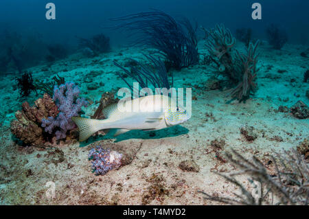 Gold-gepunktete Süsslippen [Plectorhinchus flavomaculatus]. Triton Bay, West Papua, Indonesien. Stockfoto