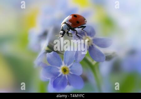 Marienkäfer auf einer Blume Stockfoto