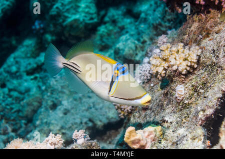 1001 picassofish (Rhinecanthus assasi). Bereich Rote Meer Golf von Oman und den Persischen Golf. Stockfoto