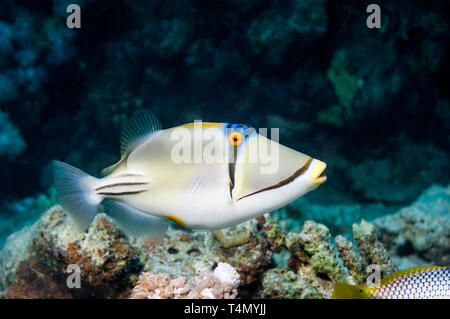 1001 picassofish (Rhinecanthus assasi). Bereich Rote Meer Golf von Oman und den Persischen Golf. Stockfoto