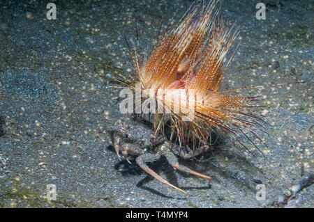 Seeigel Krabbe [Dorippe frascone] eine Fire urchin [Astropyge radiata] als Schutz von Raubtieren. Lembeh Strait, Nord Sulawesi, Indonesien. Stockfoto