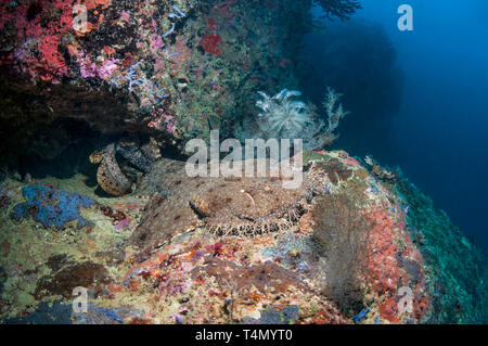 Wobbegong [Orectolobus maculatus] auf Korallenriff. Triton Bay, West Papua, Indonesien. Stockfoto