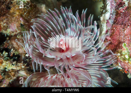 Herrliche tube Worm, Staubwedel Wurm [Protula magnifica]. Nord Sulawesi, Indonesien. Stockfoto