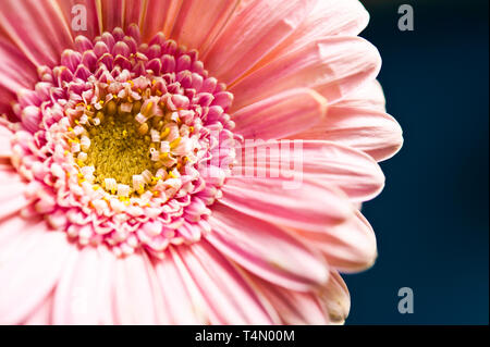 Nahaufnahme Detail einer Rosa Gerbera daisy Blüten und Stigmatisierung oder Festplatte Stockfoto