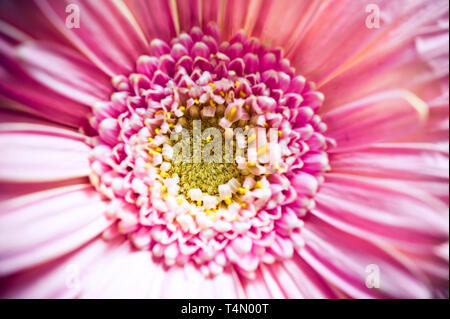 Nahaufnahme Detail einer Rosa Gerbera daisy Blüten und Stigmatisierung oder Festplatte Stockfoto