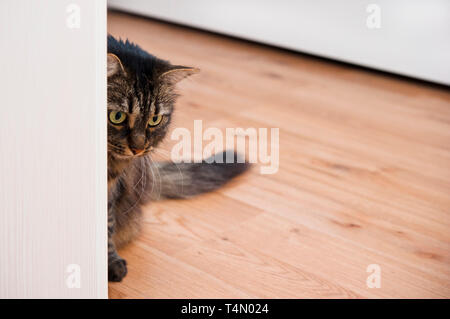 Neugierig Hauskatze spähen hinter einer Tür Stockfoto