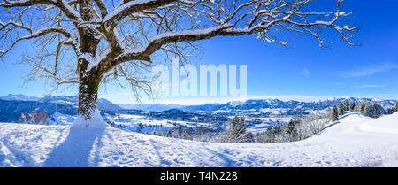 Schneebedeckter Baum im oberen Allgäu mit weiten Verzweigungen in der Hintergrundbeleuchtung Stockfoto