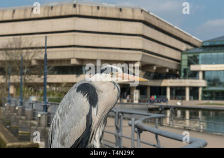 Seitenansicht eines Graureiher (Ardea Cinera) rief Herodes. Er frisst alle anderen Vögel Küken an der TNA Stockfoto