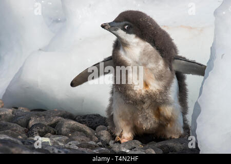 Adelie Penguin Küken am Strand in der Antarktis Stockfoto