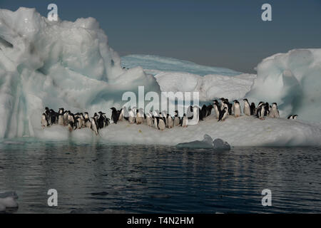 Adelie Pinguine auf Eisberg in der Antarktis Stockfoto