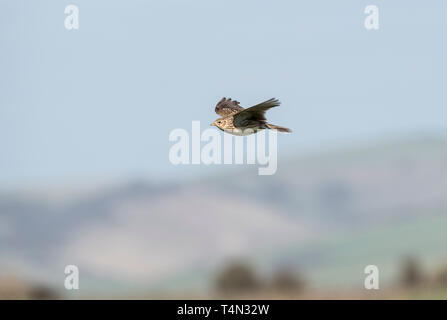 Flying Feldlerche (Alauda arvensis) Stockfoto