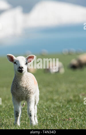 Lamm in einem Feld mit den Sieben Schwestern Felsen im Hintergrund Stockfoto