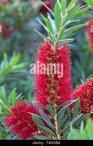 Makro Bild eines Bottlebrush Hedge mit Nahaufnahme auf der roten Blumen Blume Köpfe. In Australien, den beliebten Pflanzen gibt es in vielen Sorten. Stockfoto