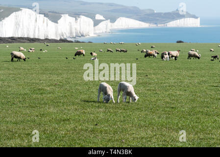 Zwei Lämmer in einem Feld mit den Sieben Schwestern Felsen im Hintergrund Stockfoto