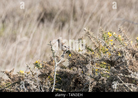 Weibliche Schwarzkehlchen (Saxicola rubicola) thront auf Ginster Stockfoto