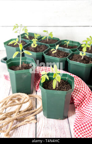 Tomaten Keimlinge in grün Kunststoff Töpfe. Wachsende Tomaten Stockfoto