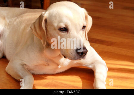 Portrait von gelben Labrador Hund Verlegung, Ausruhen und für Fotoshooting auf Holzboden posing genießt auf warmen Sonnenlicht. Labrador Retriever ist cute pet. Stockfoto