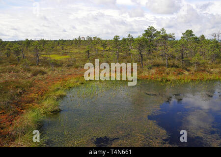 Soomaa Nationalpark, Estland. Soomaa Nemzeti Park, Észtország. Stockfoto