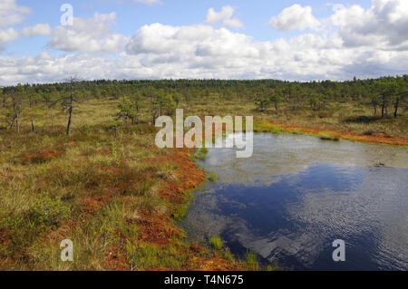 Soomaa Nationalpark, Estland. Soomaa Nemzeti Park, Észtország. Stockfoto