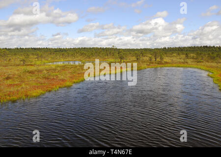 Soomaa Nationalpark, Estland. Soomaa Nemzeti Park, Észtország. Stockfoto